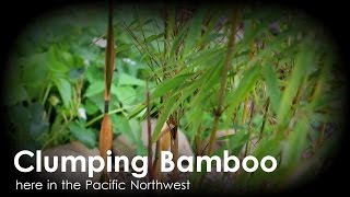 Clumping Bamboo for Full Sun - Scabrida and Robusta