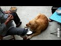 rural mother lets golden retriever and son have noodle eating competition