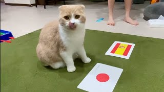 【サッカーW杯⚽️】懲りずに日本対スペインの勝敗予想を猫にしてもらったら日本が2-1で勝つそうでござります✊🍑