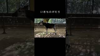 【いきもの観察】珍獣！！もぐもぐオカピ / Okapi