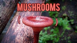 Mushrooms \u0026 Fungi : Special and Weird - looking / Fungus / EXPLORE Episode 16