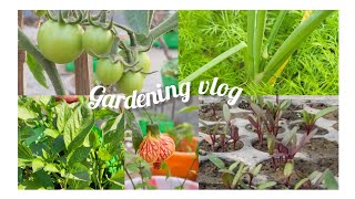 winter garden vlog/transplanting bell pepper,garlic/growing beet,fennel/ spinach from kitchenscrap