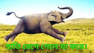 হাতি রেগে গেলে কি করে? How does elephants get angry? অজানা কথা২০