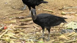 taunting street vultures