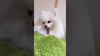 【ASMR】鹿の角は長持ちするし、歯磨き効果もあるから有能すぎる！　#Shorts    Deer horns that all dogs love