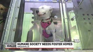 Greenville Humane Society needs foster homes for animals escaping Idalia