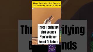 Three Strange Bird Sounds