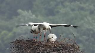 鳴門コウノトリ 2019/05/20 撮影 成長記録 徳島県鳴門市