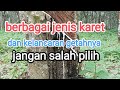 jenis jenis pohon karet.dan kelancaran getahnya.#getahkaret