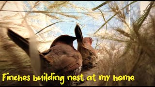 Finch Pair building nest on my bathroom | Indian scaly breasted Munia | Nest building to Egg laying