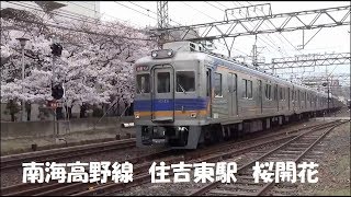 【南海高野線】住吉東駅付近桜満開　通過待ち