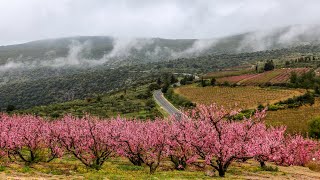 פריחת האפרסק והנקטרינות 🌸 Peach blossoms Northern Israel