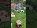 Happy guinea pig dancing, Viennas first popcorning in our garden