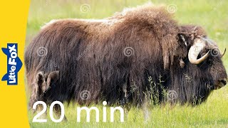 Meet the animals 20 min | musk ox poler bear american bison | stories for kindergarten