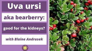 Unlocking Nature's Secret: Uva Ursi and Kidney Health