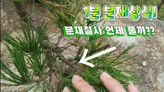 [1분 분재상식] 분재철사 언제 풀어야될까??  - 새싹분재원TV Sprout Bonsai TV