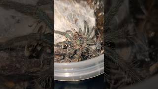 Dolichothele diamantinensis Brazilian Blue Dwarf Beauty Tarantula