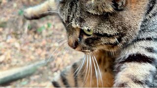 丸々キジトラ猫「丸くん」抱っこしてみたらズッシリ重い