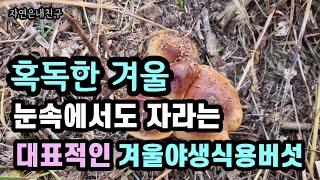 겨울에만 볼수있는 버섯! 한번 맛보면 잊을수없는/깊은산에 가지않고도 볼수있어요.