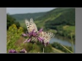 mosel apollo bei valwig © lothar lenz