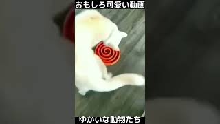 おもしろ可愛い猫と犬　ゆかいな動物たち　funny \u0026 cute cats , dogs and animals　#shorts