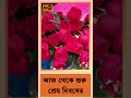 7th february rose day l ৭ই ফেব্রুয়ারি ফুল দিবস যার কেতাবি নাম রোজ ডে