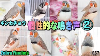 キンカチョウのさえずり・鳴き声 集めました②｜個性的なオス達 かわいい鳥 Cute Zebra Finch Songs 🎵 sing sounds calls #1657