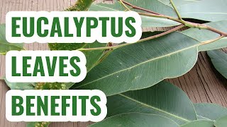 Eucalyptus leaves benefits