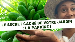 Tout Savoir sur la Papaïne : Extraction et Bienfaits