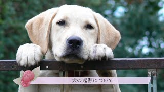 【犬の起源について】愛犬家住宅　ペットリフォームならセラフ榎本　ペット快適化住環境　埼玉県　東京都　神奈川県