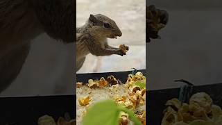 🐿👆#CUTE SQUIRREL🐿#skyfire🥰 #shortsfeet #shorts#trendingshorts❤ #youtubeshorts👌 #trendingsquirrel 👍