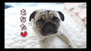 約5年経っても新婚気分な飼い主とパグ犬ぷぅ Pug