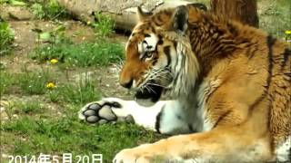 草を食べるタツオ☆円山動物園アムールトラ