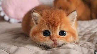 8 minutes of adorable 🥰😹cats and kittens videos to keep you smiling 😍😅😹😸😺