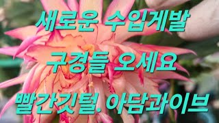 새로운 수입게발 입고. 빨간깃털.아담과이브.세시리아등