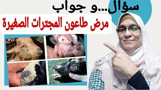 سؤال و جواب عن مرض طاعون المجترات الصغيرة #دلمياء_فؤاد