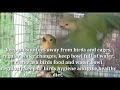 african lovebirds pox complete care and cure treatment in tamil