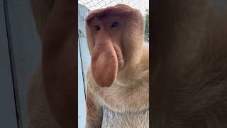 Proboscis Monkey Amazing  video.#top #fyp  #fruit #foryou #yummy #fresh #shorts #ytshorts