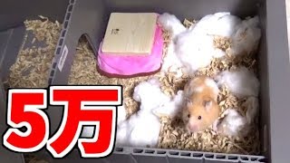 5万のケージでハムスター住ませてみたｗｗｗ