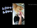 【ちょこチャト 010】大容量のアレをプレゼント♡【猫の日常】