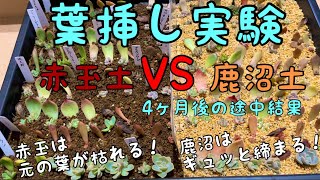 葉挿し実験(土の検証)赤玉と鹿沼の違いがついに出た！(4ヶ月経過時点)