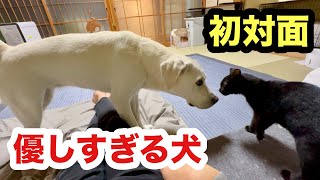 初対面の子猫に優しく接する犬／興味はあるけど犬が怖いわんぱく子猫