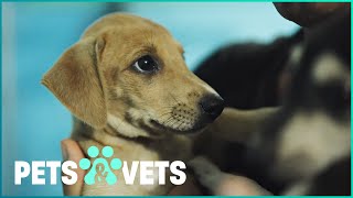 Saving Adorable Stray Pups In The Dominican Republic