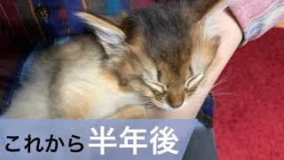 【ソマリの性格】好奇心旺盛で隙あらば犬を殴る猫がこちらです