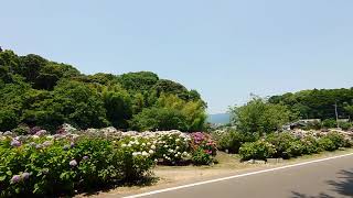 一人散歩～天拝山歴史自然公園あじさい園