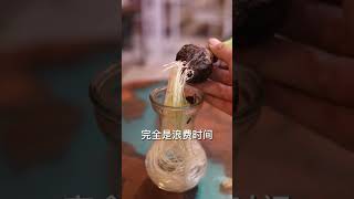 风信子花谢后怎么办？