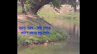 ঢাকায় প্রচন্ড তাপদাহ  স্বস্তি পেতে রমনার লেকে জলকেলিতে মাতলো কুকুর দম্পতি