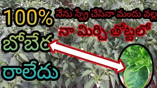 నా మిర్చి తోట్టకు 100% బాబేర రాలేదు using for only mirchi oberon and Reget pesticide.....