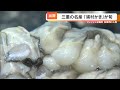 栄養満点の｢海のミルク｣　浦村かきの出荷作業が始まる　えぐみ少なく生食できると人気