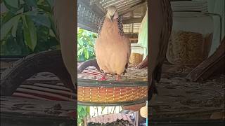 លលកធ្នាក់ម៉ាលេកំពូលបរ AmazingDoveSinging #pigeon#spotteddove #tekukur #terkukur #shortvideo #shorts